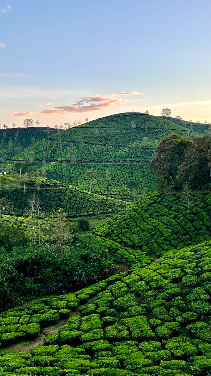 Stunning view of the rolling hills of lush tea plantations in Ooty, India during a serene sunset.