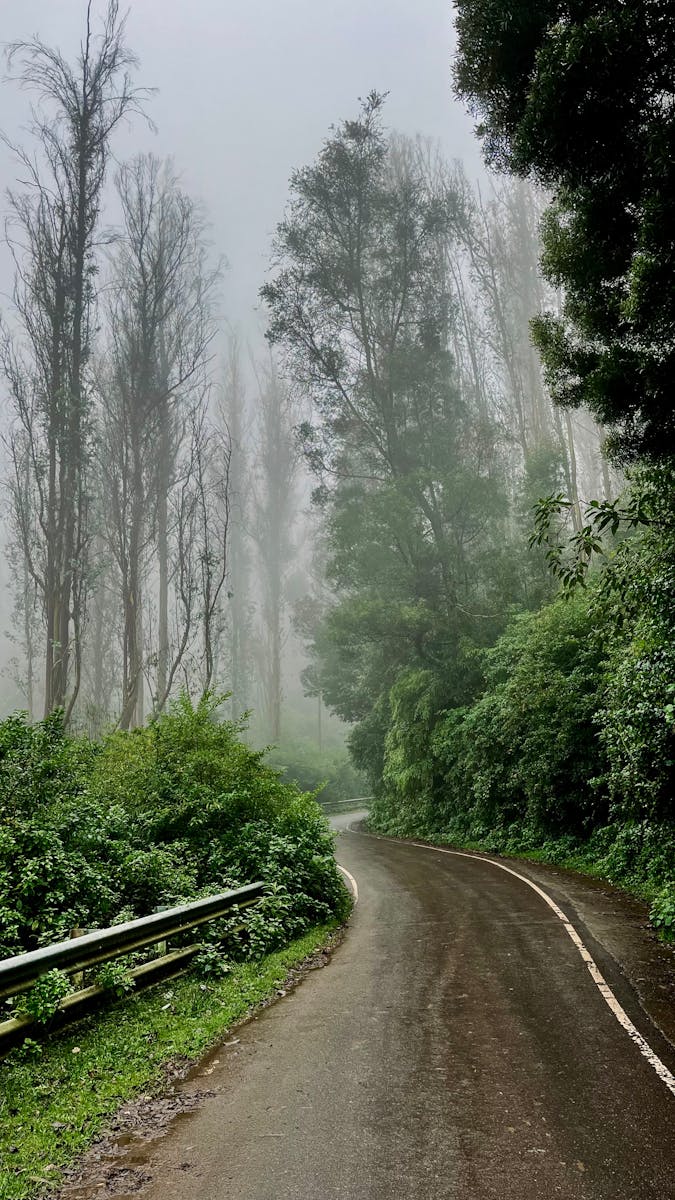Explore a serene misty road through lush greenery and towering trees in Ooty, Tamil Nadu, India.