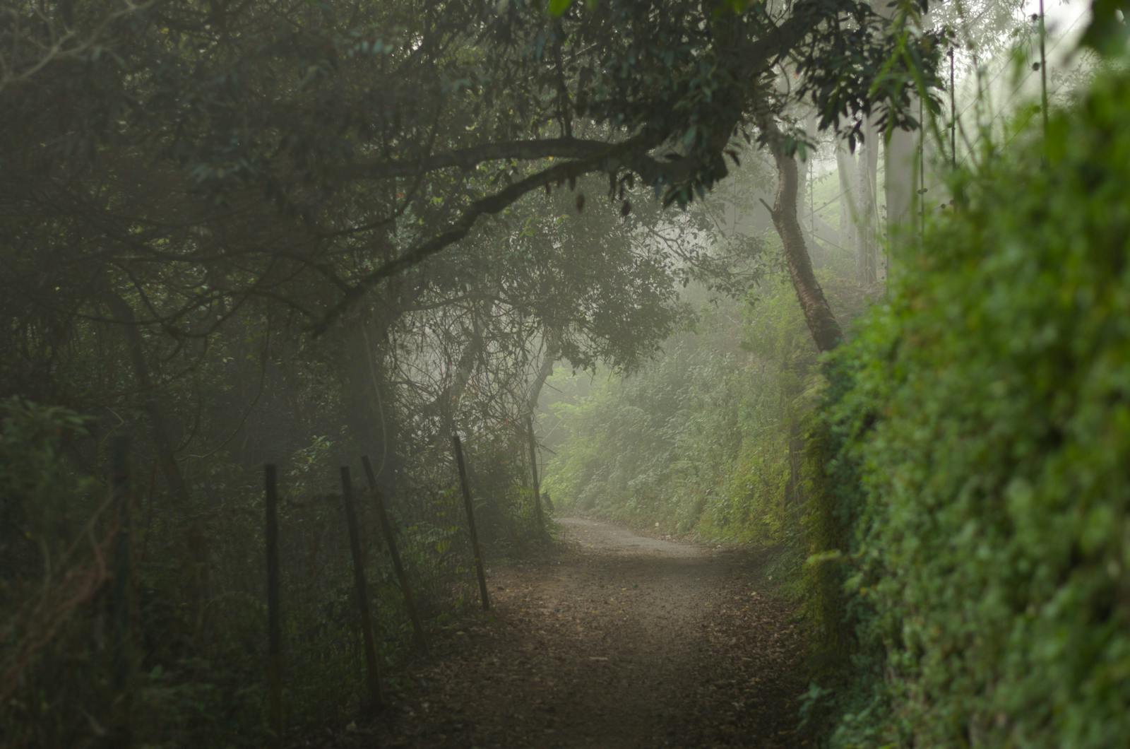 A foggy dirt road in a lush forest in Ooty, India with wild plants and trees.